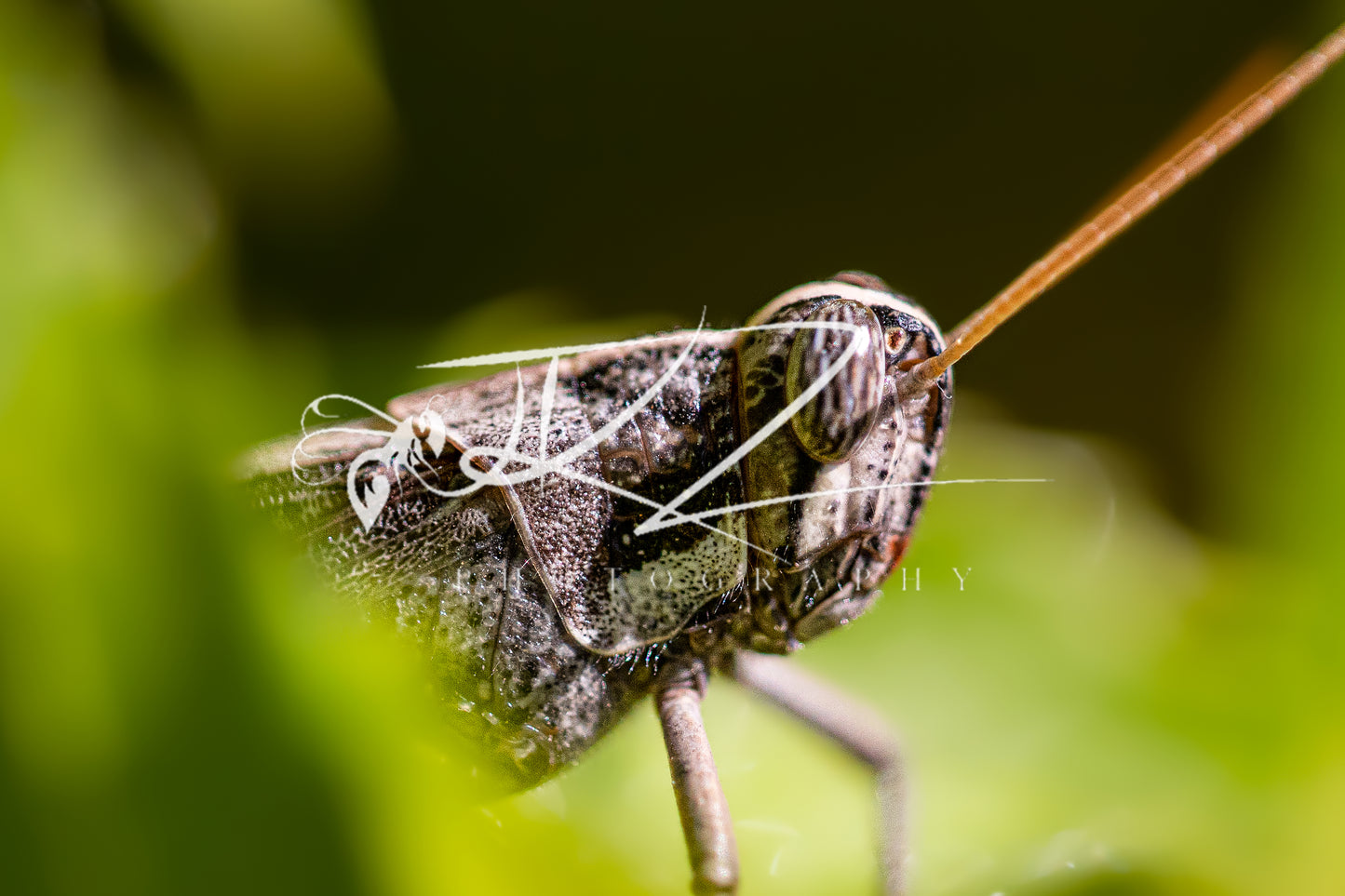 The Hidden Hopper