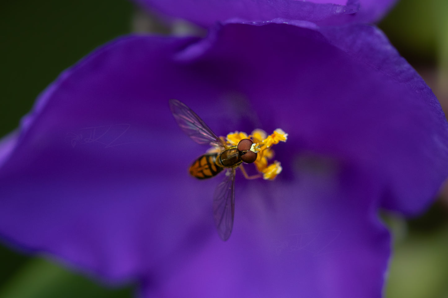 Hoverfly on Spiderwort I