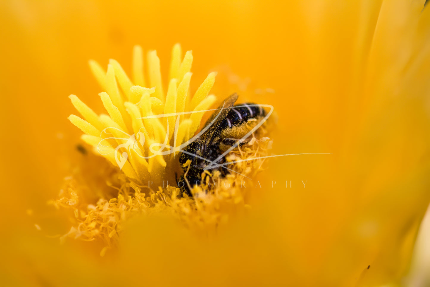 Golden Haven – A Pollinator’s Sanctuary (Digital Download)