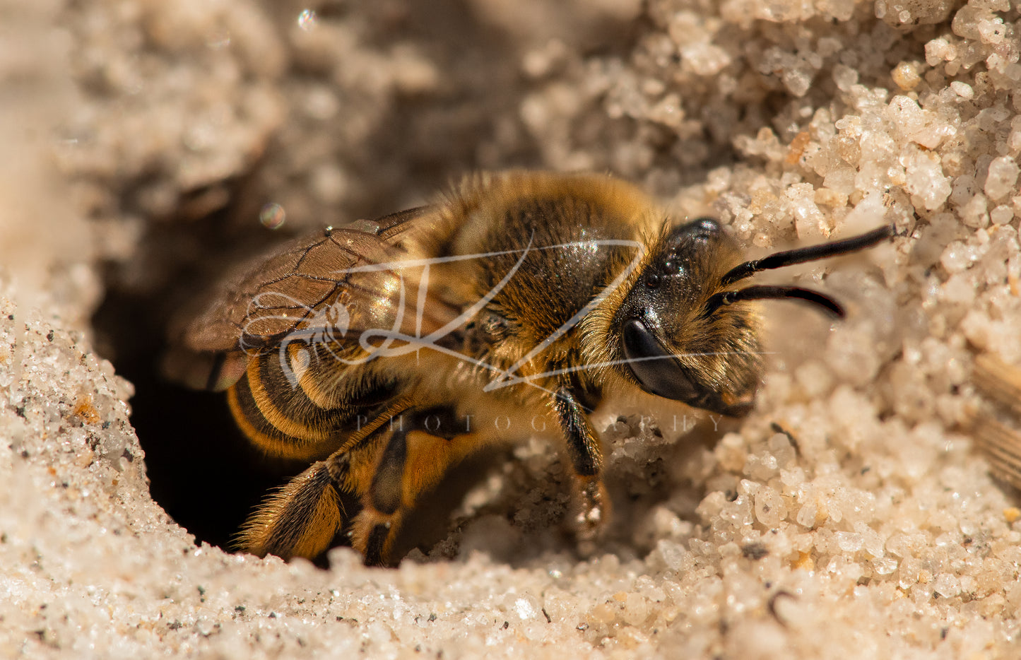 The Sand Dweller: New Jersey's Miner Bee III