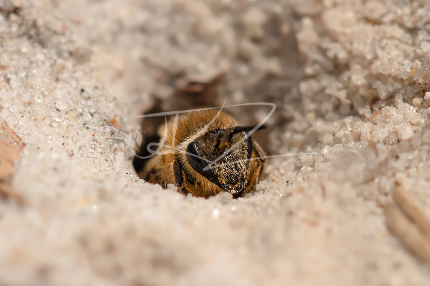 The Sand Dweller: New Jersey's Miner Bee II