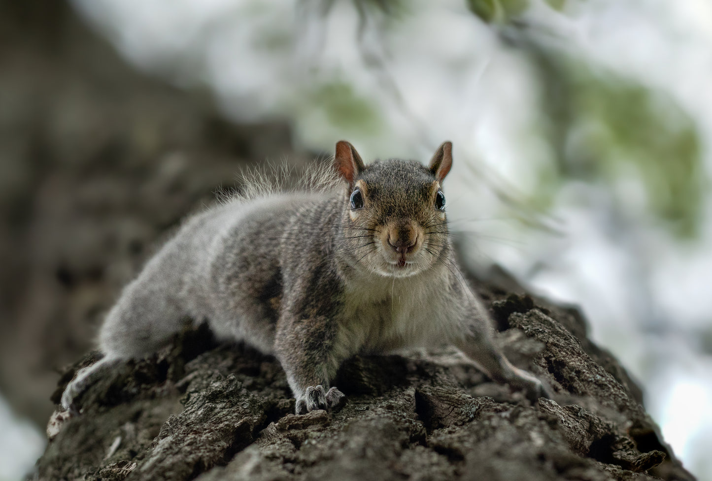 Eastern Gray Squirrel I