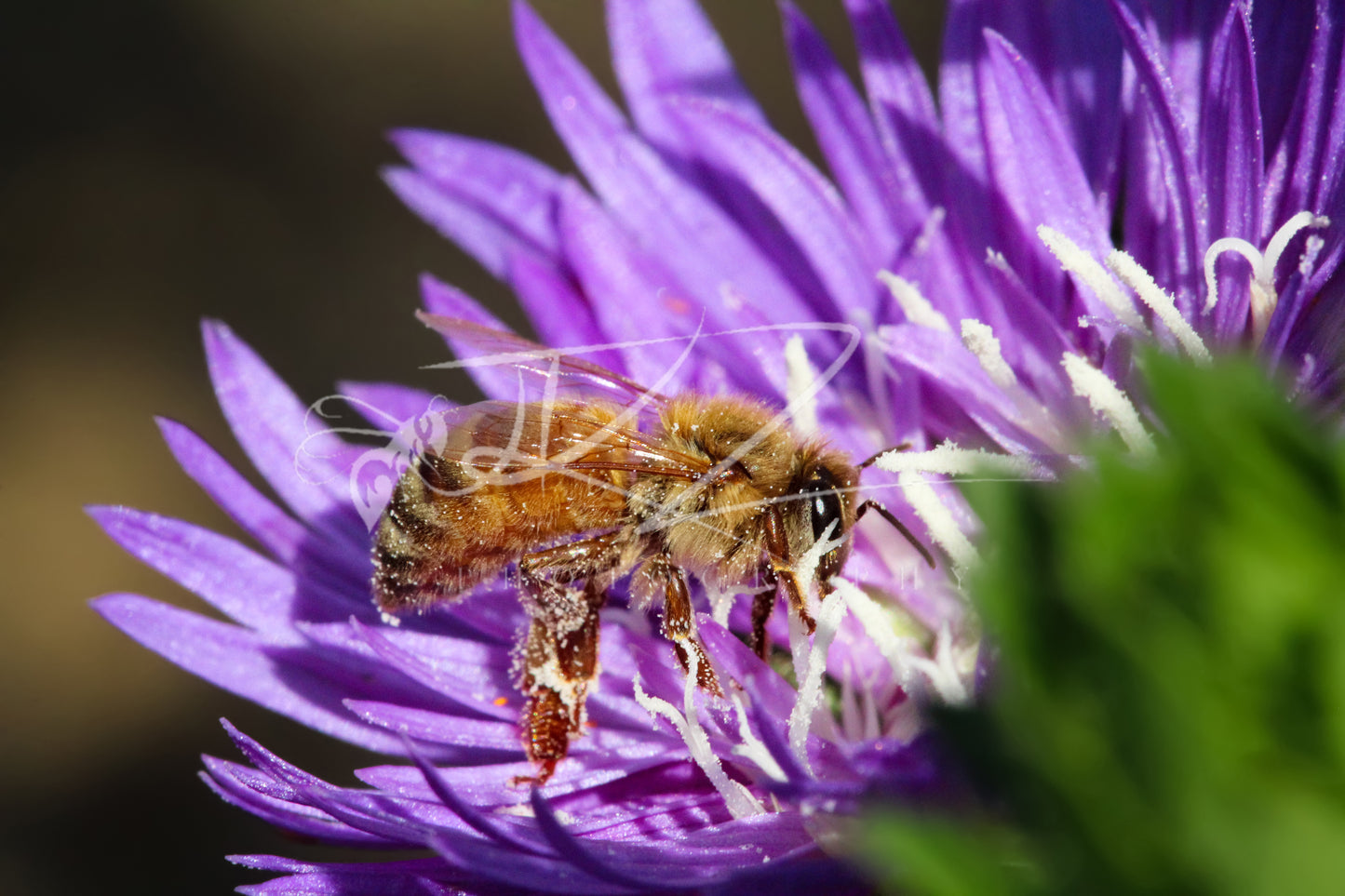 Petals and Pollen in Harmony (Digital Download)