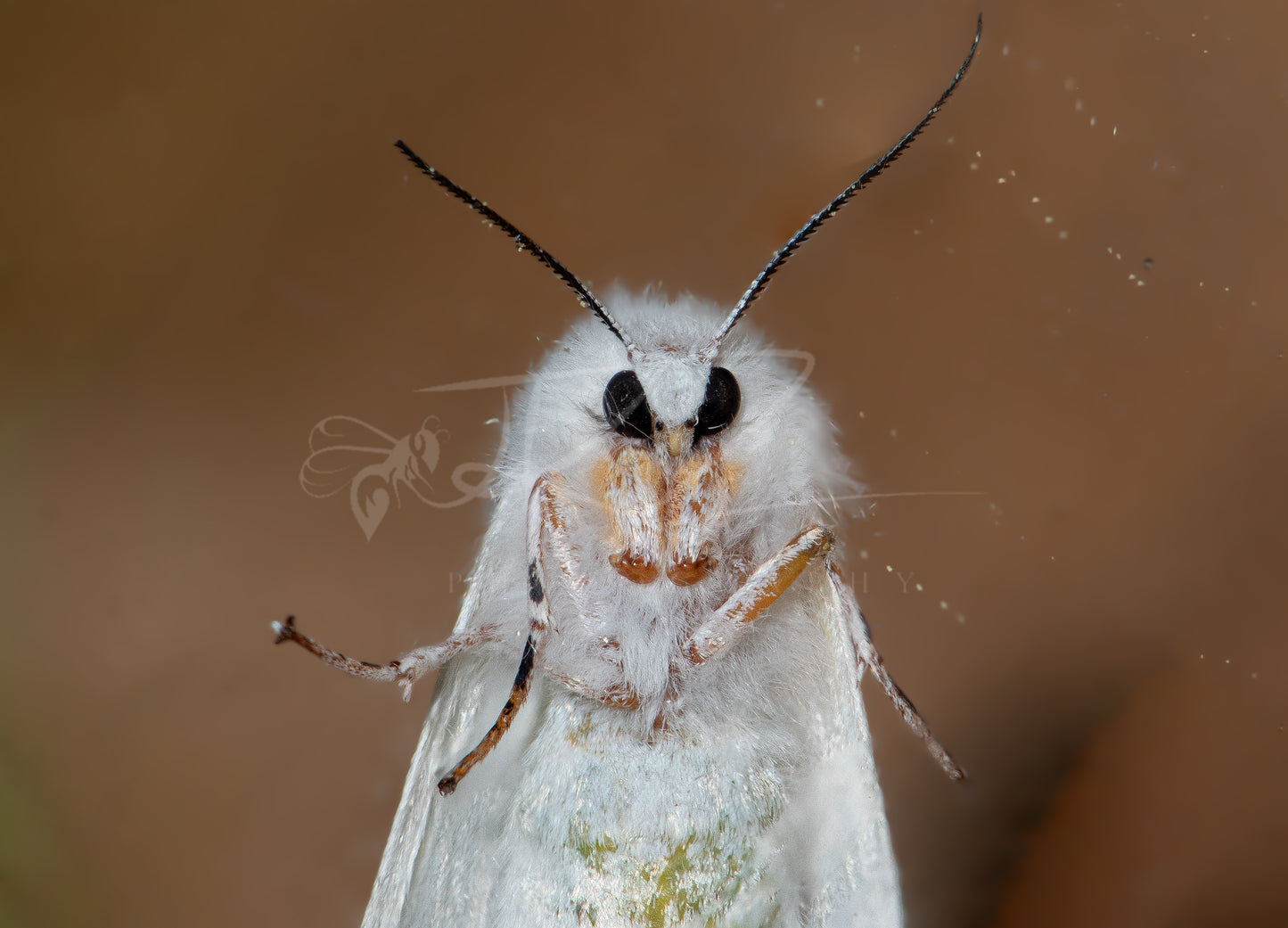 White Satin Moth I
