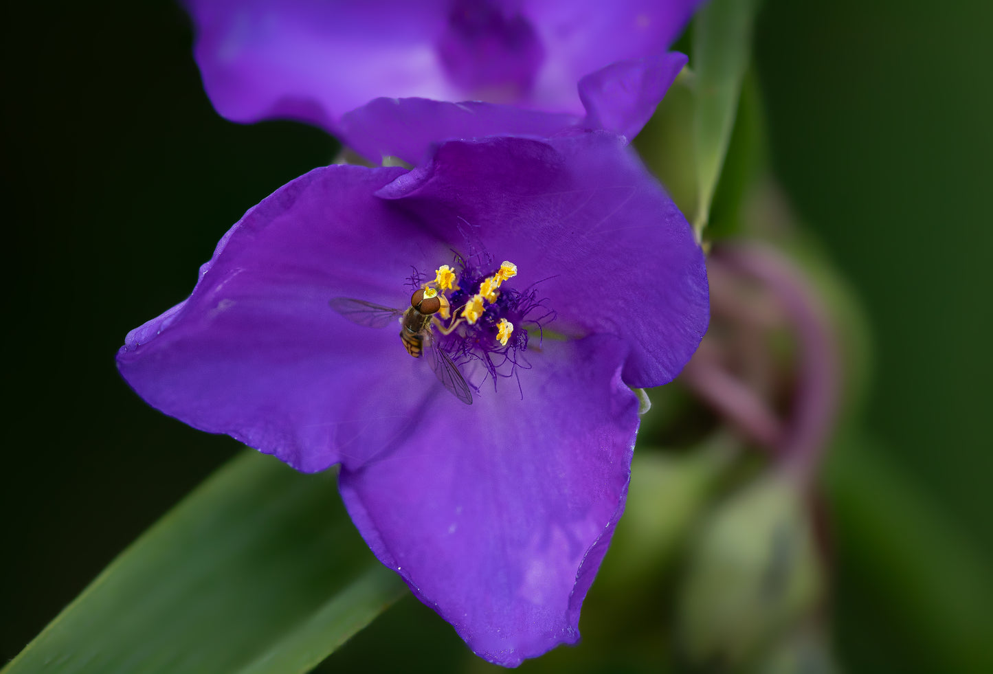 Hoverfly on Spiderwort II