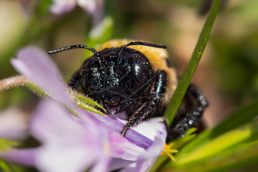 Between Wings and Wildflowers – Female Carpenter Bee X