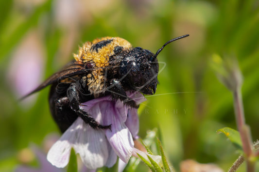 Between Wings and Wildflowers – Female Carpenter Bee XI