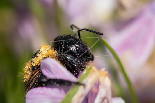 Between Wings and Wildflowers – Female Carpenter Bee VIII