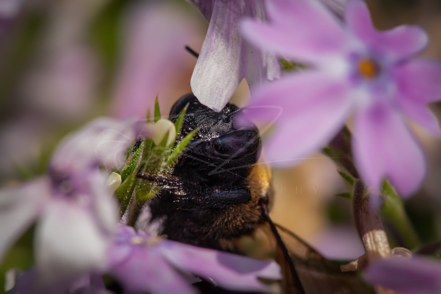 Between Wings and Wildflowers – Female Carpenter Bee VII
