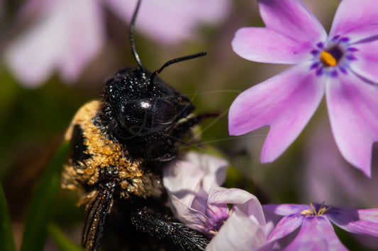 Between Wings and Wildflowers – Female Carpenter Bee VI