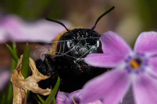 Between Wings and Wildflowers – Female Carpenter Bee II