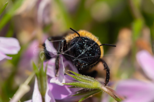 Between Wings and Wildflowers – Female Carpenter Bee IX
