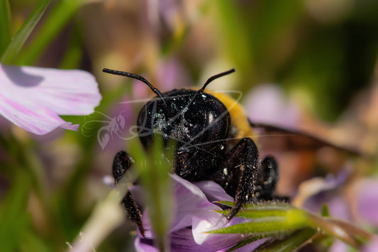 Between Wings and Wildflowers – Female Carpenter Bee III
