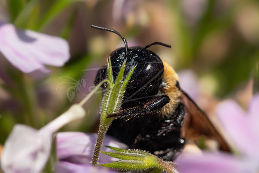 Between Wings and Wildflowers – Female Carpenter Bee I