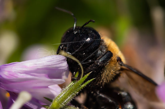 Between Wings and Wildflowers – Female Carpenter Bee IV