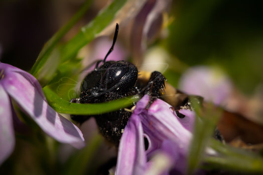Between Wings and Wildflowers – Female Carpenter Bee V
