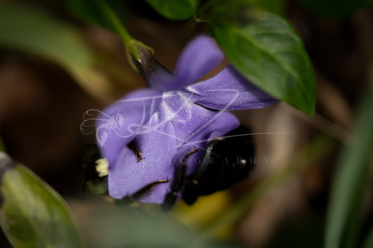 Cradled in Petals