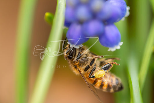 Harvest in Violet: The Honeybee III