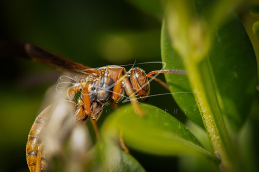 Between Light and Leaf – Paper Wasp III