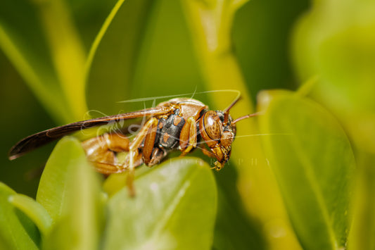 Between Light and Leaf – Paper Wasp I