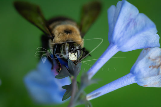 Through the Violet Veil – Carpenter Bee II