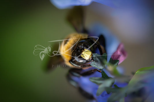 Through the Violet Veil – Carpenter Bee IV