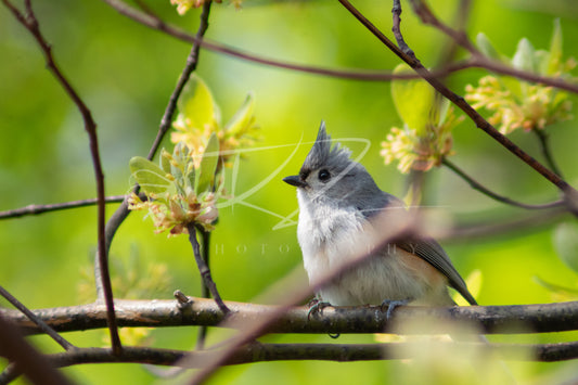 Soft Bloom, Still Bird – Tufted Titmouse