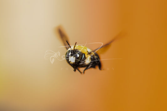Midair Monarchy
