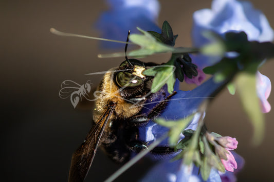 Through the Violet Veil – Carpenter Bee III