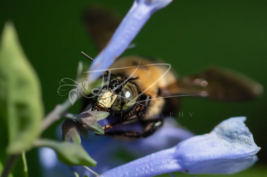 Through the Violet Veil – Carpenter Bee I
