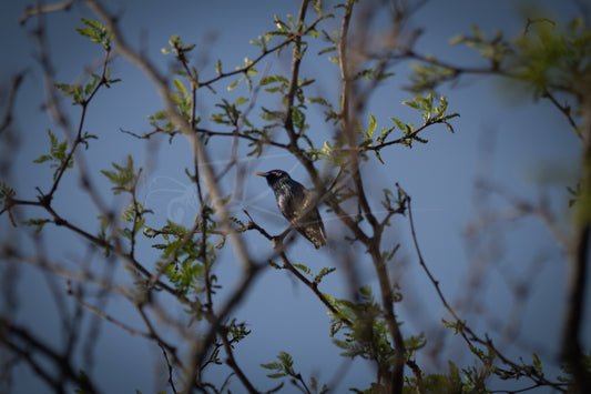 European Starling I