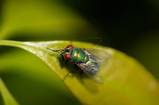 Green Bottle Fly I