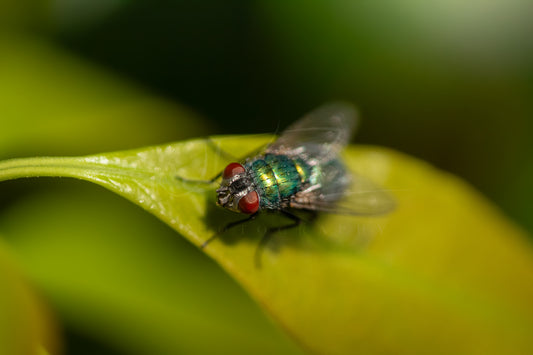 Green Bottle Fly II