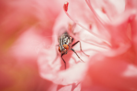 Housefly Among Azaleas II