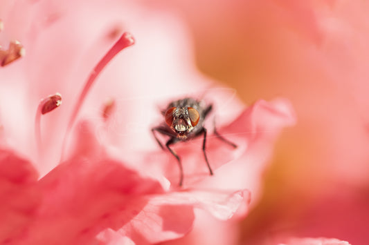 Housefly Among Azaleas I