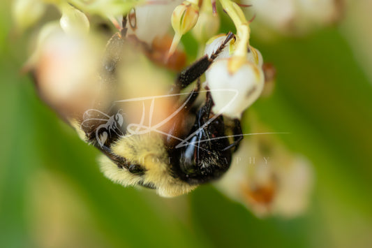 Bombus Beneath the Blossoms