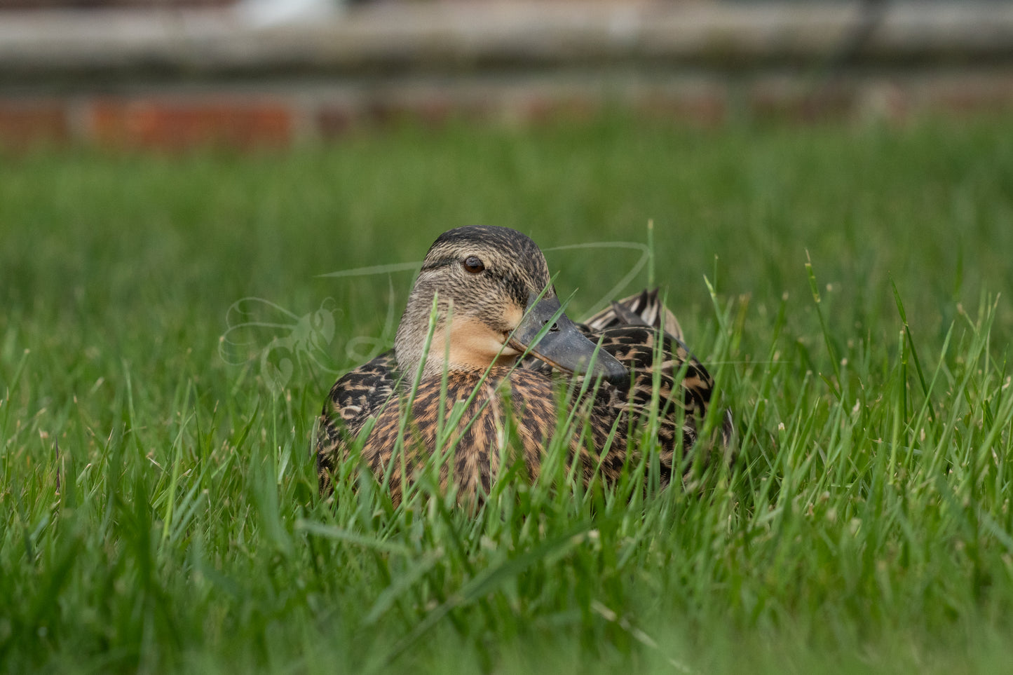 Mallard Hen I