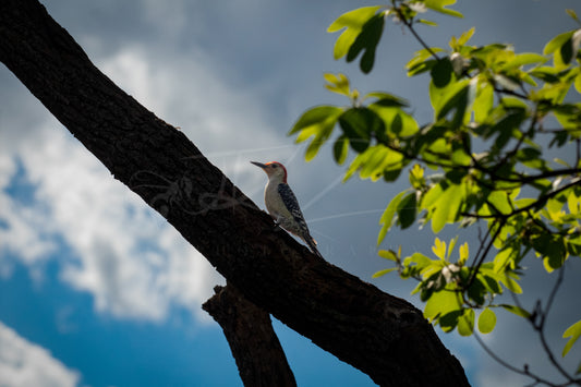 Red-Bellied Woodpecker II
