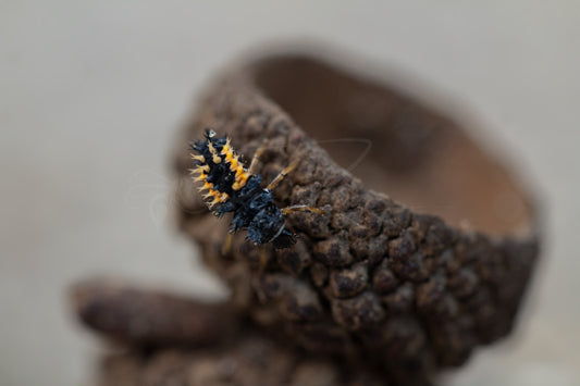 Ladybird Beetle Larvae V