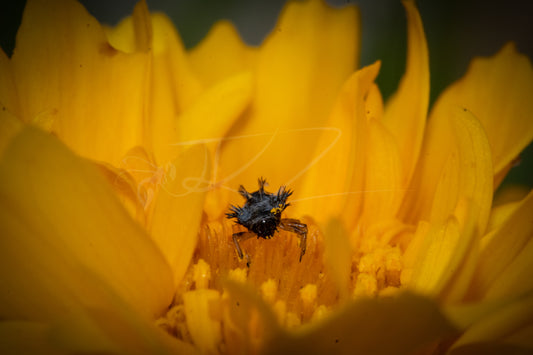 Ladybird Beetle Larvae II