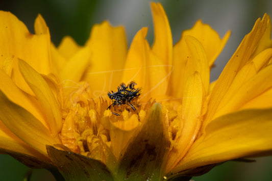 Ladybird Beetle Larvae I