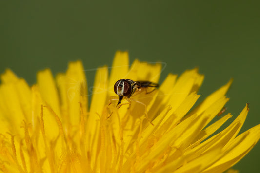 Hoverfly on Dandelion I