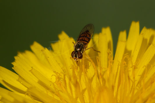 Hoverfly on Dandelion III