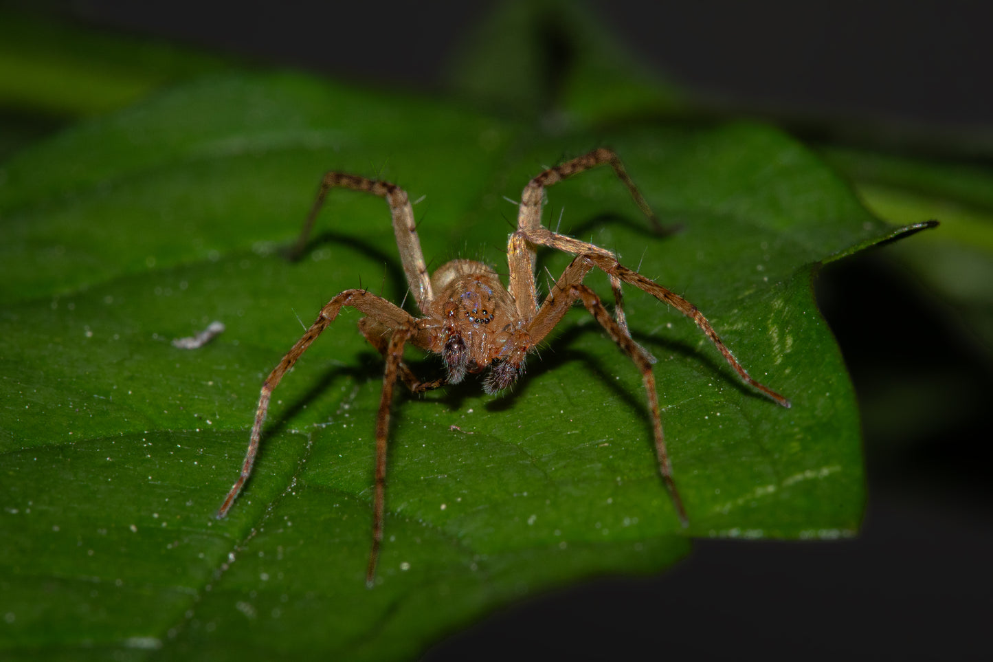 Grass Spider - Hidden Hunter II