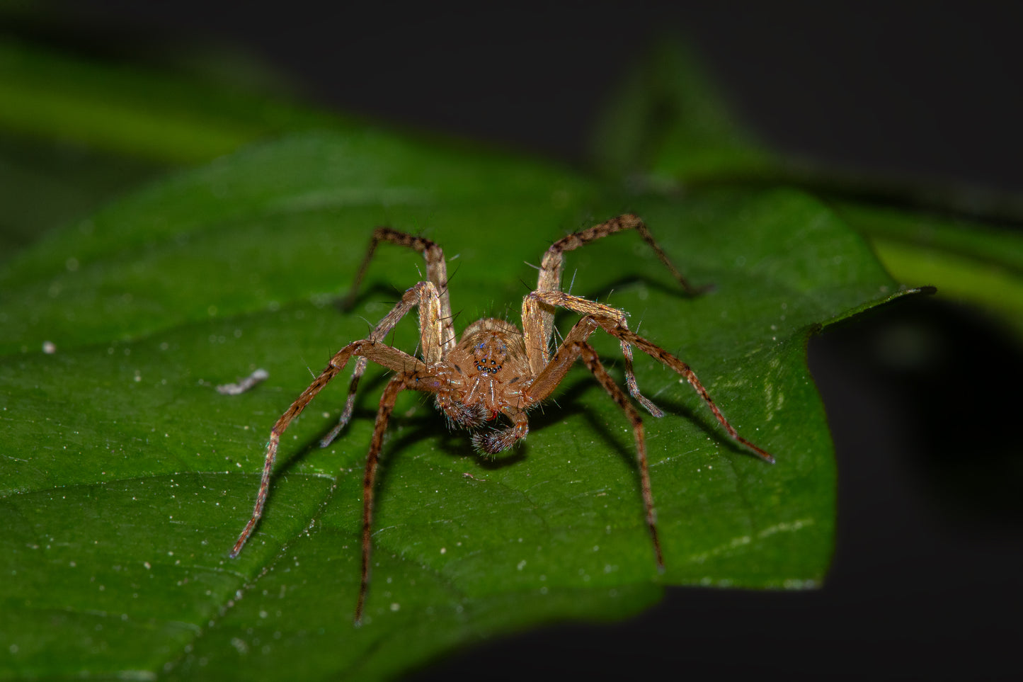 Grass Spider - Hidden Hunter III