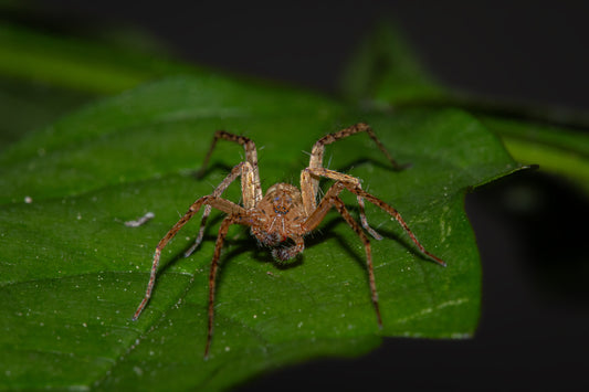 Grass Spider - Hidden Hunter IV