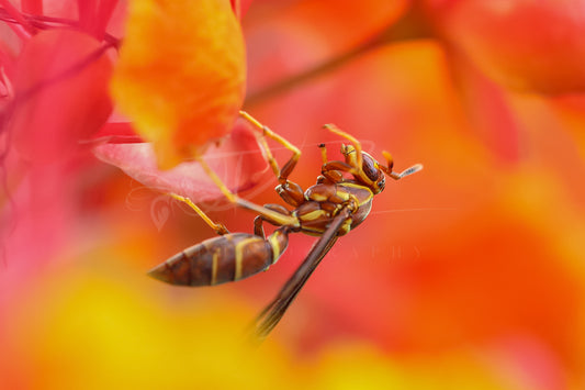Paper Wasp & Tropical Flowers