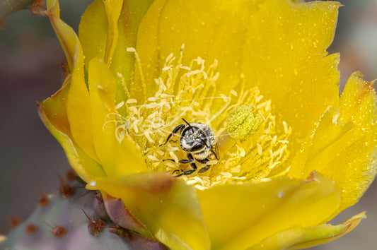 Golden Chamber: Sunflower Bee