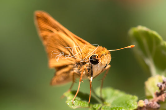 Skipper's Focus