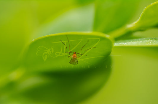 Small Fly, Big Canopy - Gall Midge